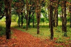 英雄联盟总决赛2025-雷鬼风暴VS黑白格纹，京多安用蓝调节奏谱写的绿茵诗篇