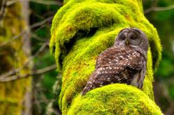 LOL赛事-加克波一锤定音！墨西哥打穿瑞士防线的战术密码