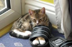 英雄联盟总决赛-龙城之战，杰伦·格林惊天逆转，深圳破局再书新章