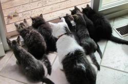 英雄联盟总决赛直播-挑战死亡之吻，德罗赞的无声杀戮