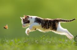 英雄联盟总决赛直播-致命三分+完美指挥官！霍勒迪魔法时刻助魔术速胜爵士