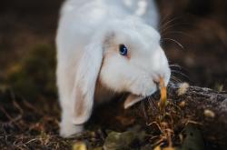 英雄联盟总决赛-传奇之夜，卢卡库教科书式演绎，如何单枪匹马撕裂高卢铁壁？