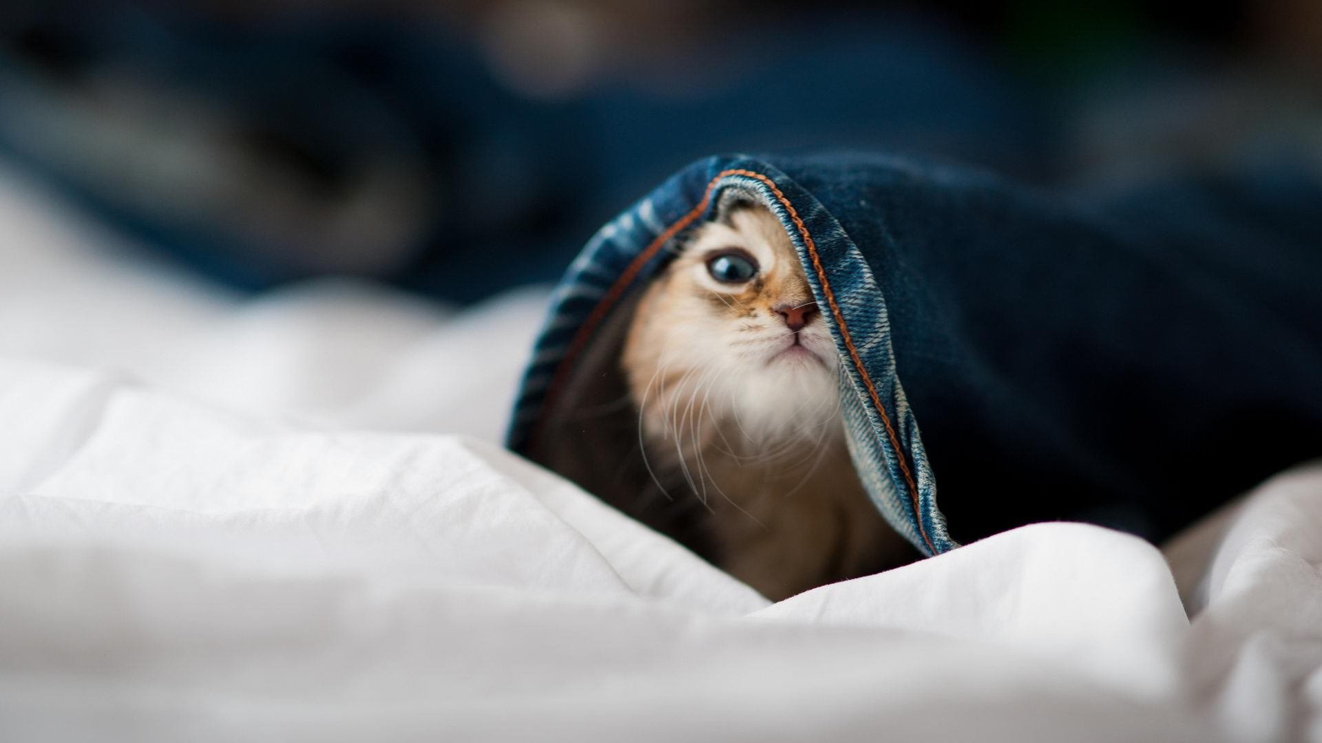 战术病毒,荷兰式高位压迫如何掐断巴萨的传控动脉