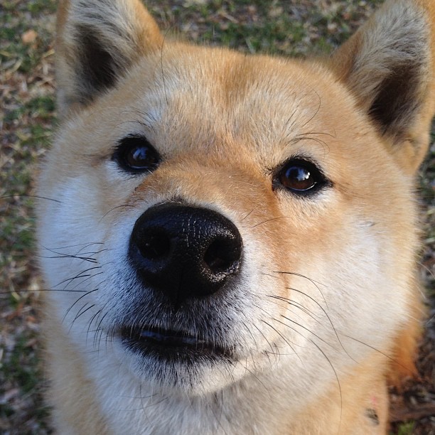 从天才到王者，克瓦拉茨赫利亚扛鼎，哥伦比亚导演逆转奇迹