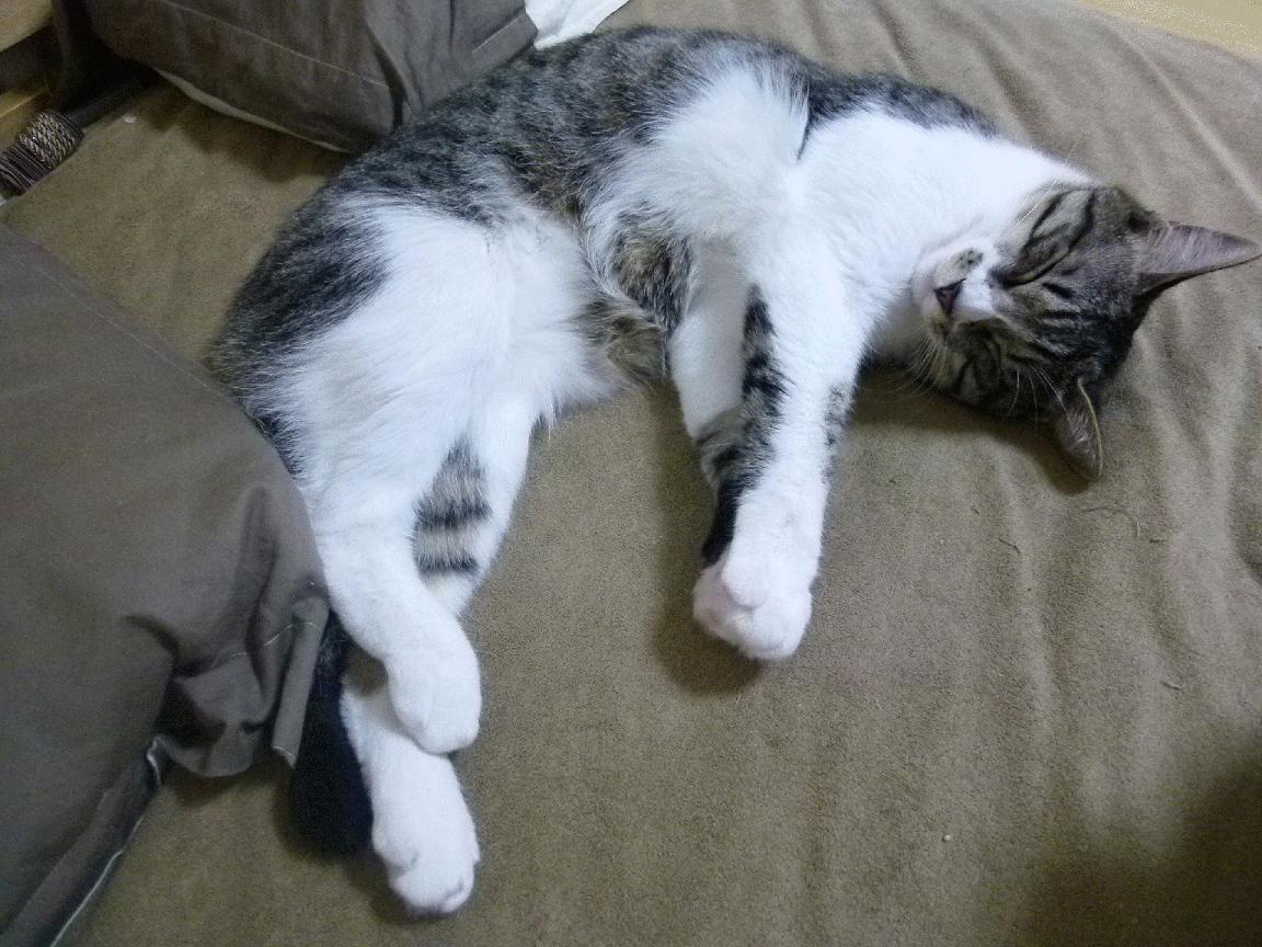 铁翼遮天，班凯罗跨洋一击，黄蜂强行终结吉林的不败神话