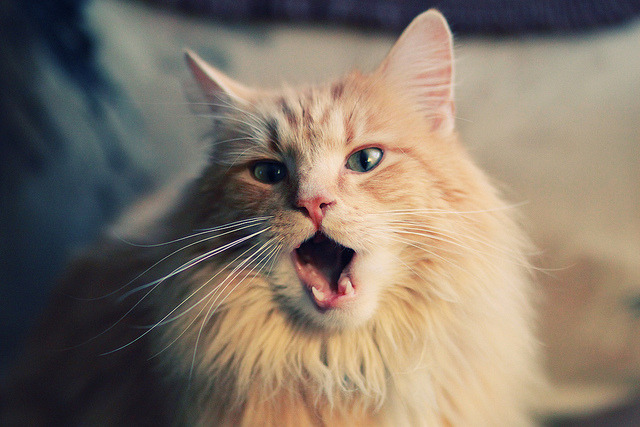 灰熊上演世纪唯一横扫,福克斯用三场比赛书写历史