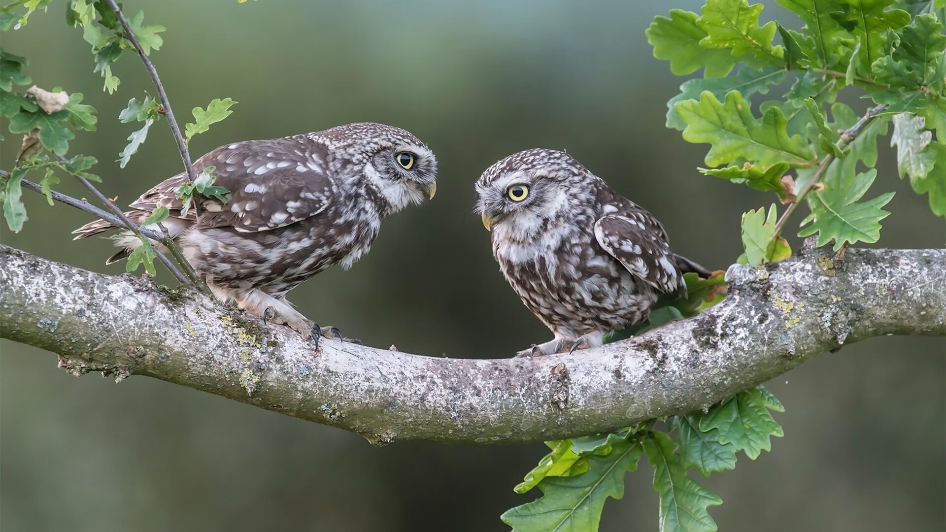 信号满格,当希腊众神遇见格列兹曼,足球的永恒穿越者