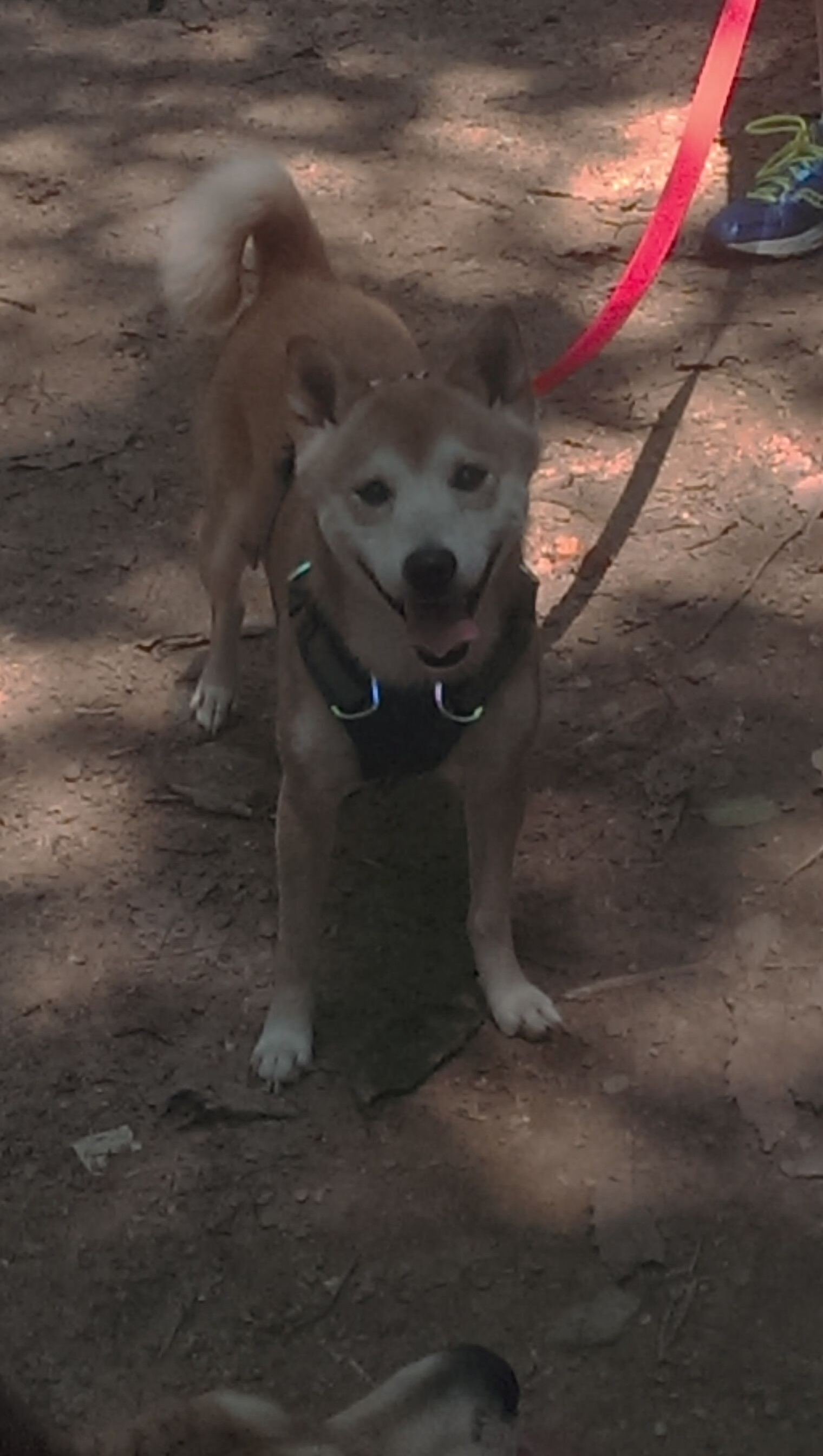 西甲国家德比之夜，小贾伦的巨星诞生记，舞台越大越强