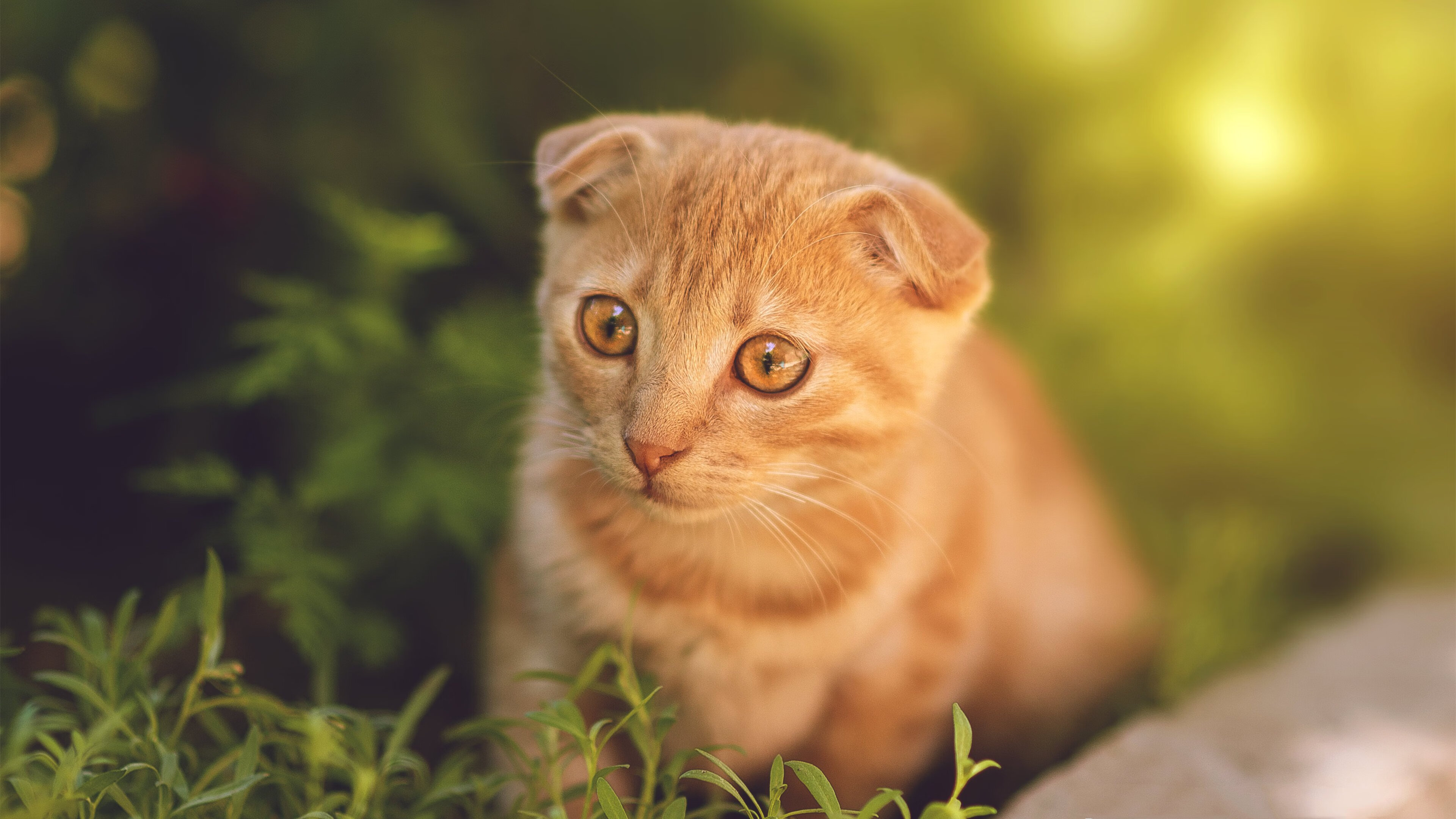 边缘人的舞台,当迪马利亚用决赛戴帽嘲讽世界,秘鲁用狂胜撕碎强队剧本