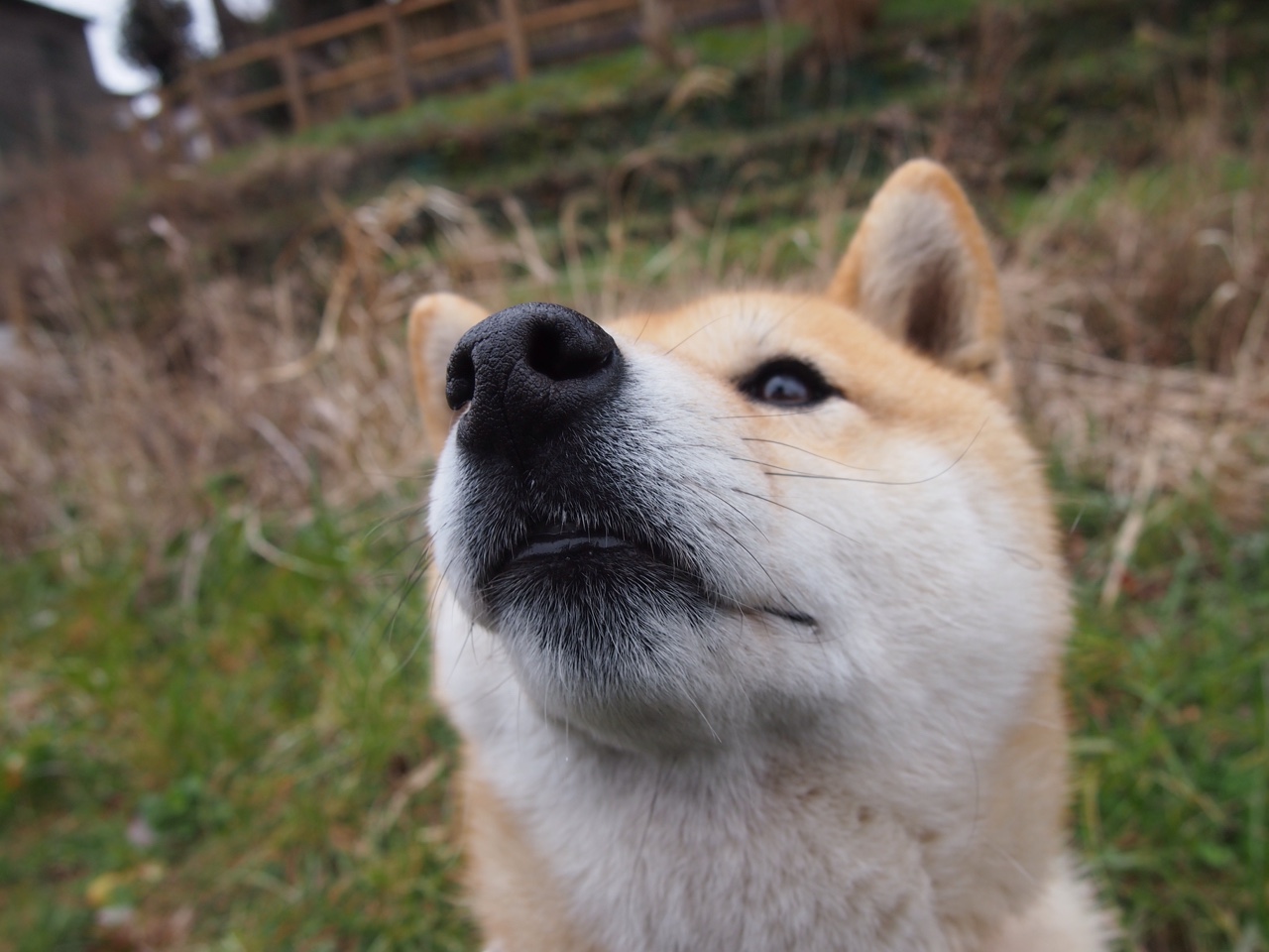 独一，当波斯弯刀划过圣西罗的夜空