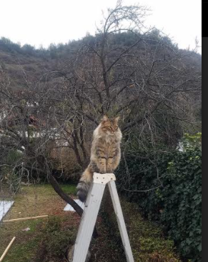 铁骑踏碎玫瑰城,浓眉扛鼎定江山