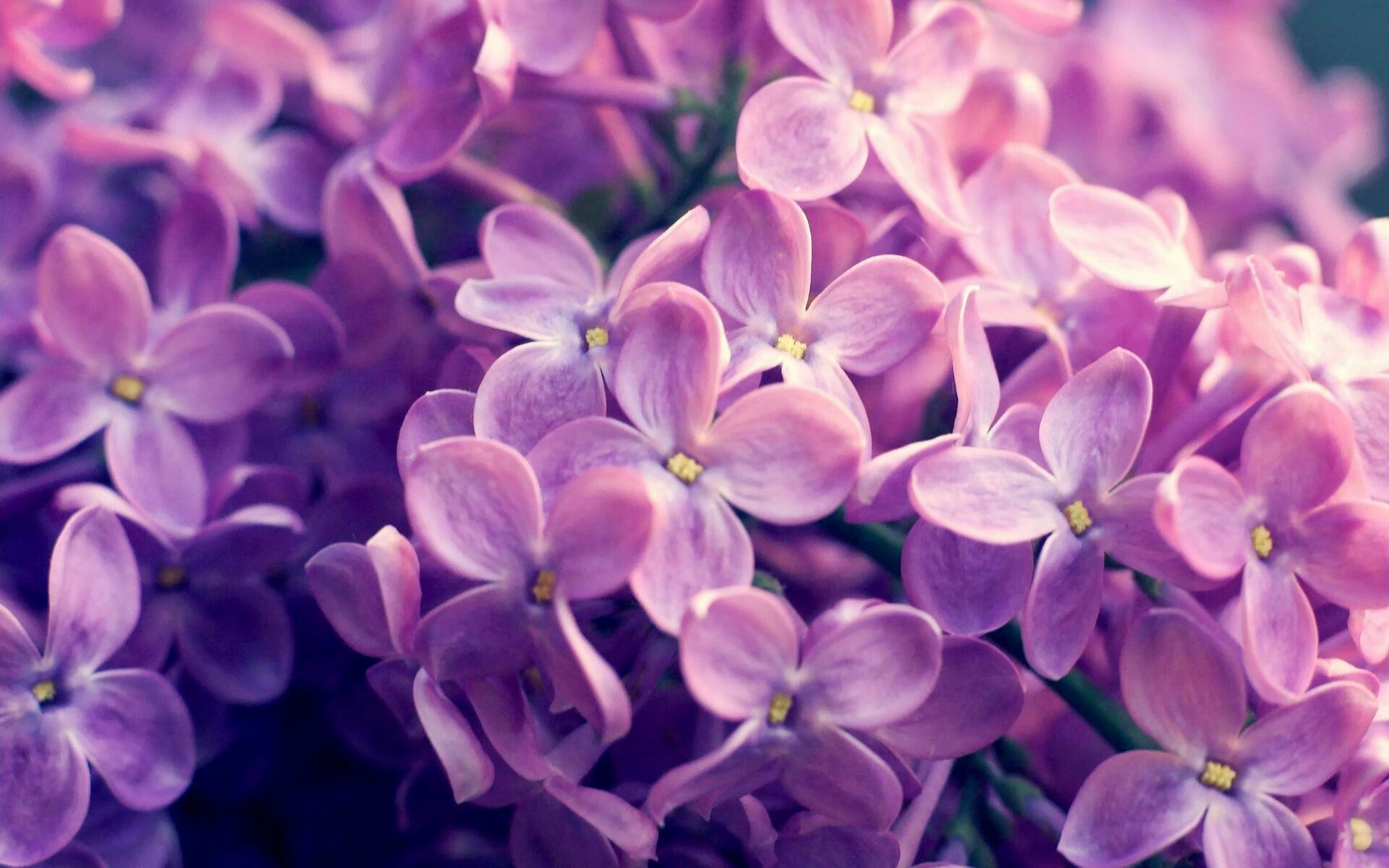 南太平洋风云,乌克兰国家队如何在新西兰赛场实现制霸?