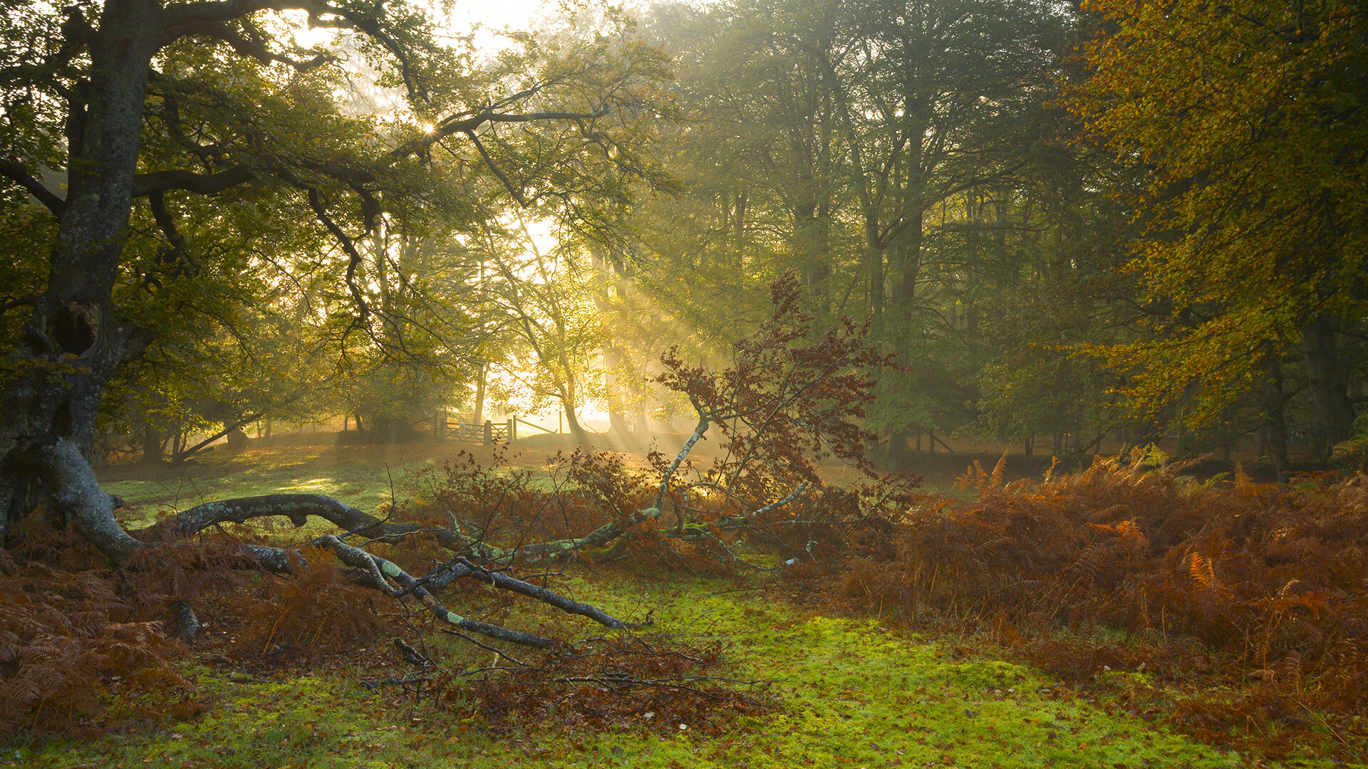 暗夜疾电,塔图姆末节风暴强行终结灰熊,诠释何为关键先生
