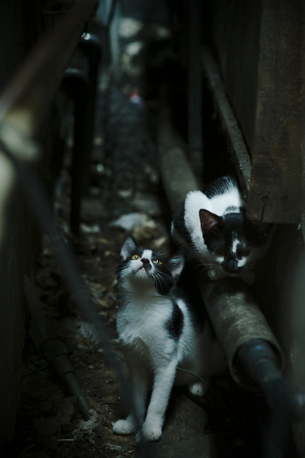 鹰击长空！贝恩致命杀伤助球队压哨啄穿浙江