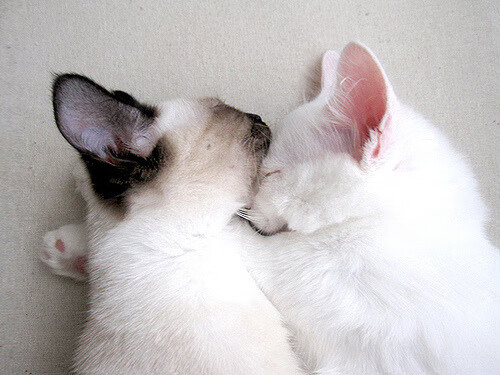 新爵士如何解剖快船？西亚卡姆这场表现就是现代篮球教科书