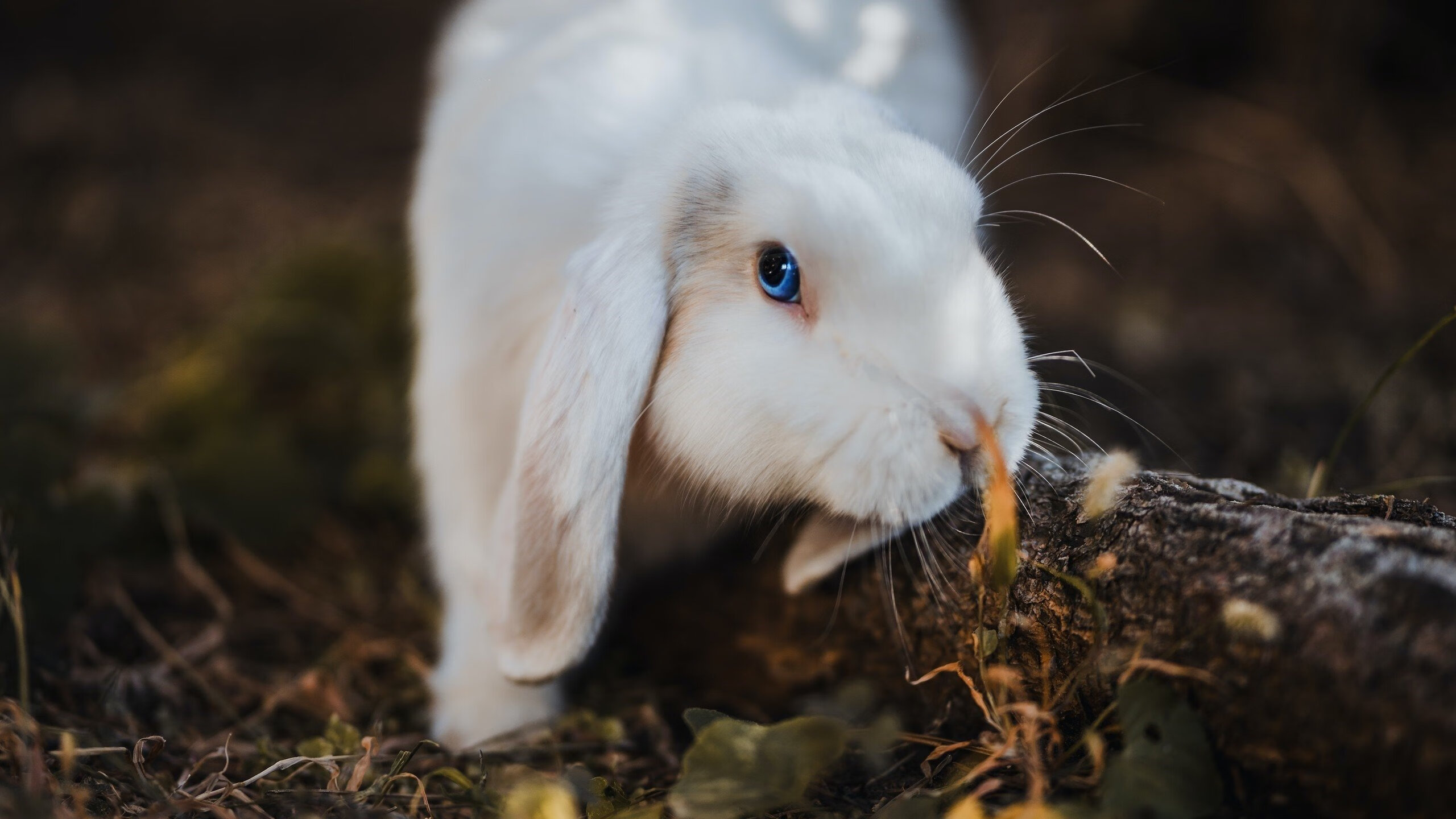 传奇之夜,卢卡库教科书式演绎,如何单枪匹马撕裂高卢铁壁?