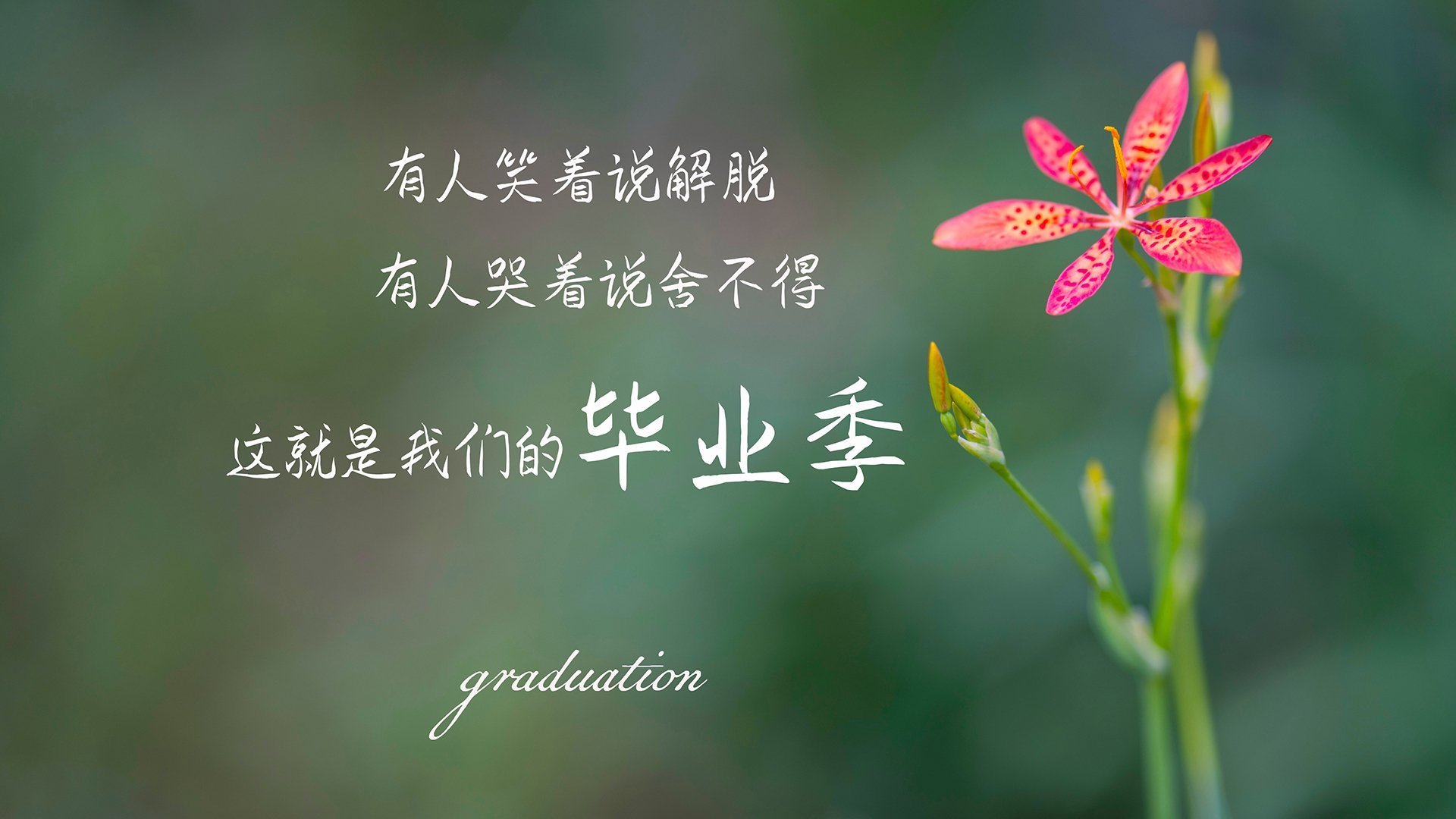 橙衣长城,范戴克领衔钢铁防线,奥地利在2026世界杯C组演绎唯一完胜沙特