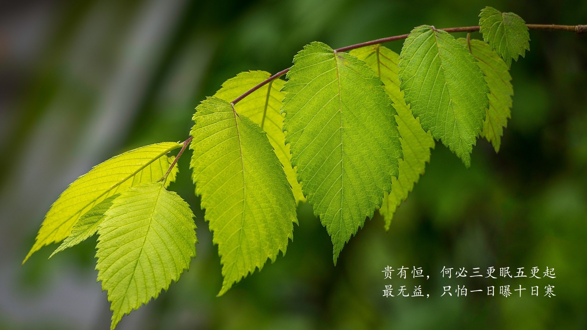 潘帕斯风暴席卷沙漠，德布劳内导演的唯一神迹，阿根廷用一场横扫定义2026世界杯终极悬念